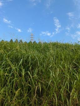 空と緑 空と緑の写真