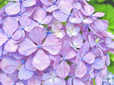 紫陽花 紫陽花の写真