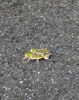 Grasshopper 2508, JPG
