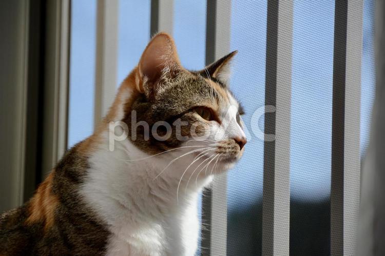 窓際の三毛猫の横顔 猫,三毛猫,ペットの写真素材