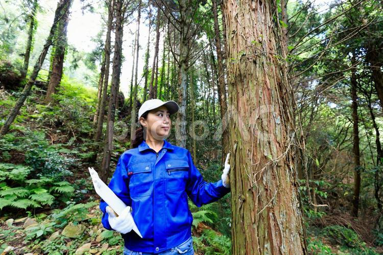木に触れる作業服の女性 ビジネス,ビジネスイメージ,仕事の写真素材
