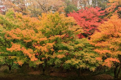 紅葉 紅葉,養老渓谷,筒森もみじ谷の写真素材