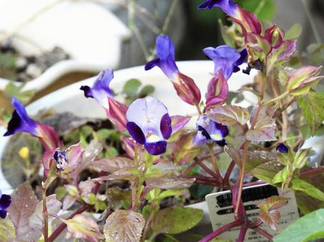 きれいな花 きれいな花の写真