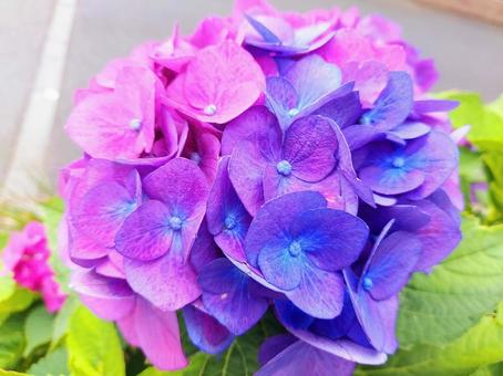 紫陽花 紫陽花の写真