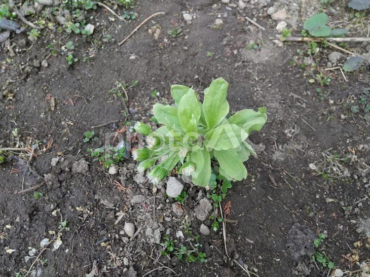 ふきのとう　成長　春 ふきのとう,フキノトウ,生長の写真素材