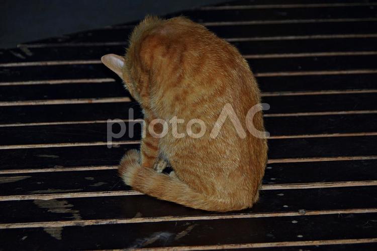 春のたそがれの公園猫 ネコ,猫,公園猫の写真素材