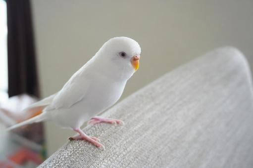 セキセイインコ セキセイインコ セキセイインコ,インコ,小鳥の写真素材