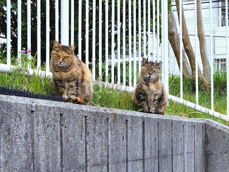 カラスノエンドウとお猫様 猫,ねこ,キャットの写真素材