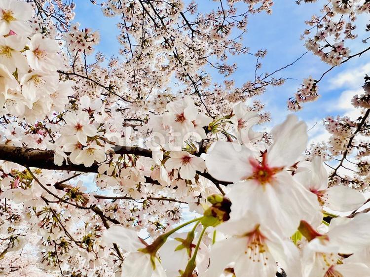 満開の桜の花と青空 桜,桜の花,満開の写真素材