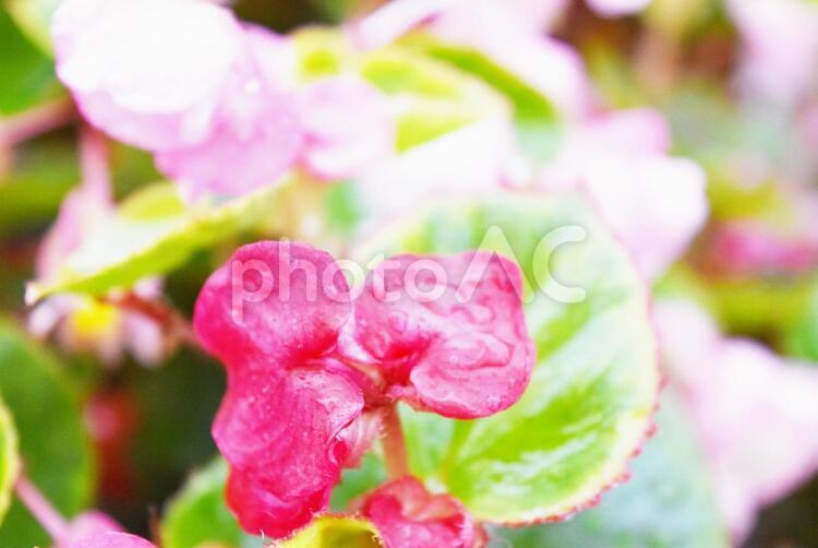 雨で濡れたベゴニア３ あめ,お花,かわいいの写真素材
