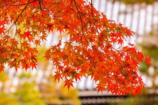 紅葉 紅葉,もみじ,モミジの写真素材