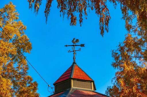 黄葉したメタセコイヤと風見鶏 風見鶏,メタセコイヤ,黄葉の写真素材