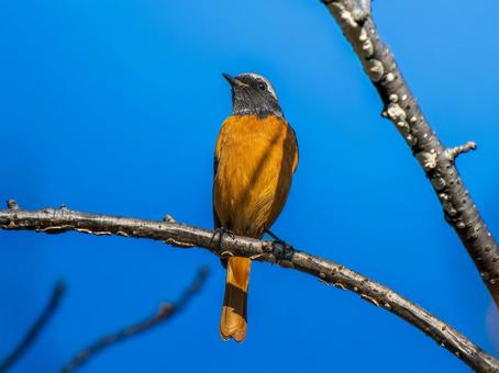 枝にとまるジョウビタキのオス ジョウビタキ,ジョビオ,ジョウビタキのオスの写真素材