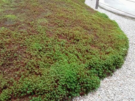 スギゴケ2の写真