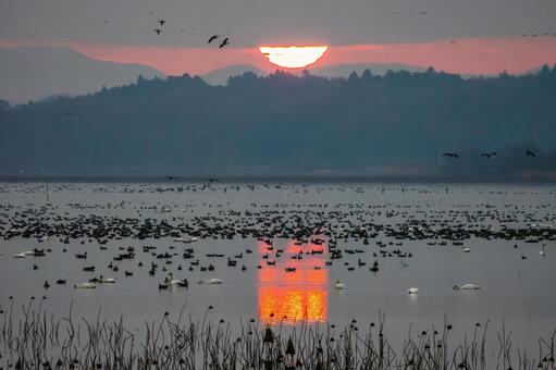 伊豆沼の朝(555) 伊豆沼,朝,夜明けの写真素材