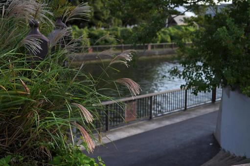 海に向かう運河の前を赤く染まるススキ ススキ,夕暮れ,運河の写真素材
