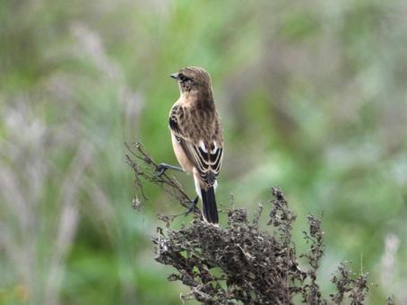 茎につかまるノビタキ 茎につかまるノビタキの写真