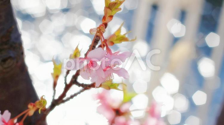 桜と光の背景 3月,4月,桜の写真素材