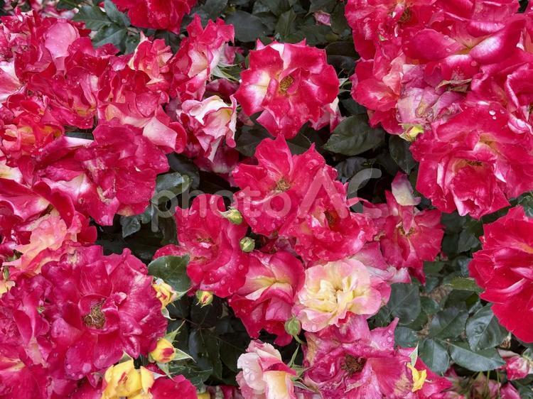 赤と黄色の薔薇たち② バラ,薔薇,ローズの写真素材