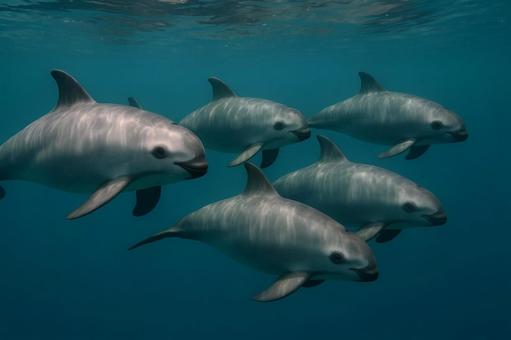 絶滅寸前、群れで泳ぐコガシラネズミイルカ 絶滅寸前、群れで泳ぐコガシラネズミイルカの写真