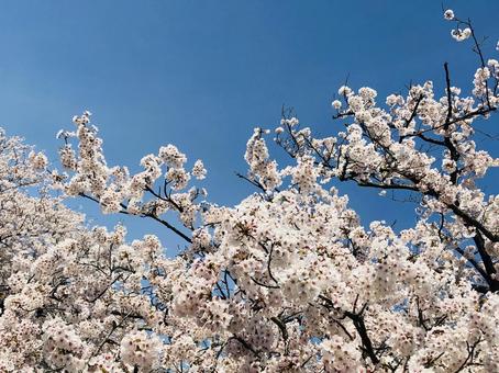 桜と青空 桜,花,植物の写真素材