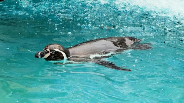 夏の動物園 泳ぐペンギン 夏の動物園 泳ぐペンギン ペンギン,フンボルトペンギン,鳥類の写真素材