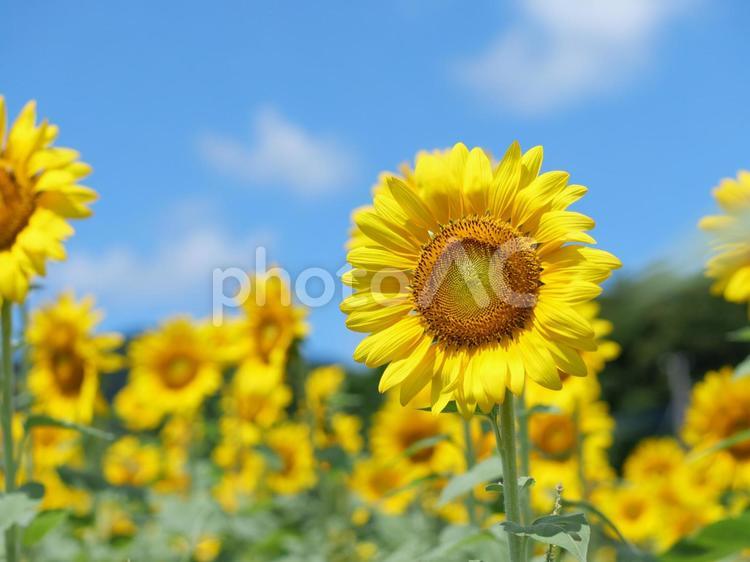 ひまわりの花と青空 ひまわり,ヒマワリ,向日葵の写真素材