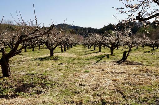 The plum grove signals the arrival of spring, JPG