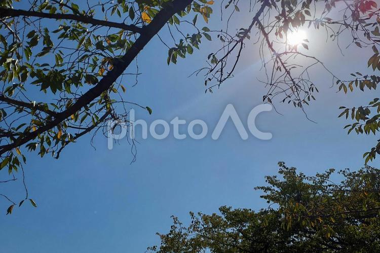 太陽　木漏れ日 太陽,木漏れ日,スペースの写真素材