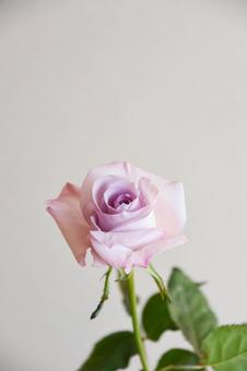 紫のばらの写真