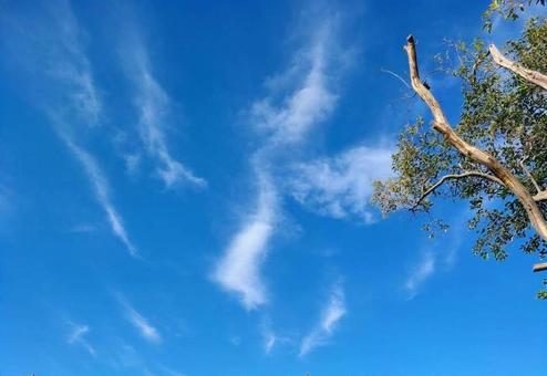 空と木 青空,空,木の写真素材