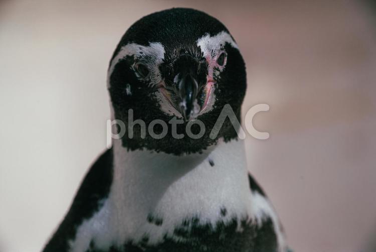 夏の動物園のペンギン 東京,夏,8月の写真素材