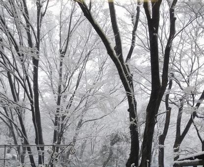 雪 雪 新宿,雪,snowの写真素材
