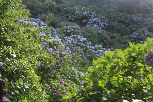 Shimoda City Hydrangea Festival, JPG