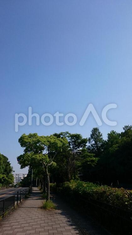 快晴の空と樹木(縦) お出かけ,のんびり,光の写真素材