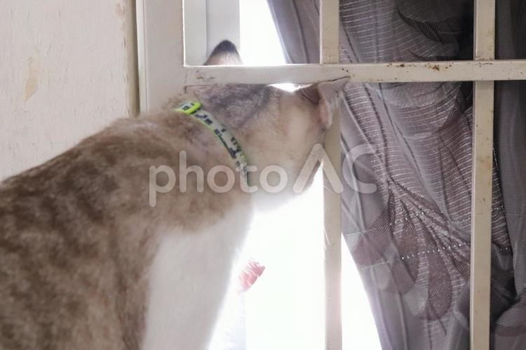 古い窓から外を見る猫 猫,窓,古いの写真素材