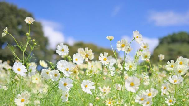 コスモス イエロー コスモス イエロー コスモス,黄色,イエローの写真素材