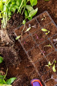 育苗トレイと根の付いた植物の苗の写真