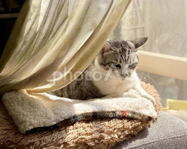 窓際でくつろぐサバ白猫様 可愛い,サバシロ,まったりの写真素材