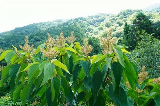 アカメガシワの花と美しい山々 アカメガシワの花と美しい山々の写真