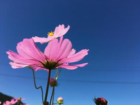 Photo, mignon, automne cerise, cosmos, 