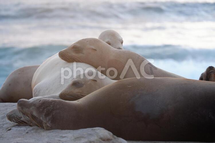 アザラシの群れ アザラシ,海,サンディエゴの写真素材