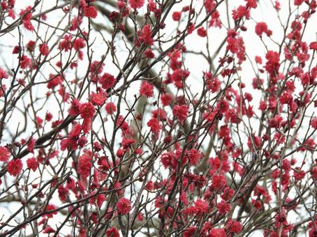 梅の花 梅の花の写真