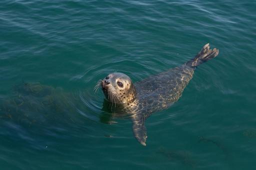 海を泳ぐアザラシ 海を泳ぐアザラシの写真