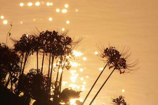 夕暮れのシルエット彼岸花 夕暮れのシルエット彼岸花の写真