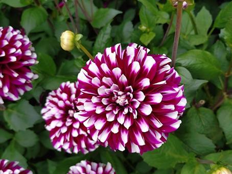 ダリア ダリア ダリア,花,キク科の写真素材
