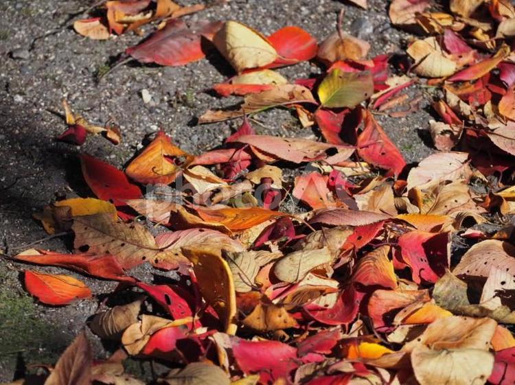 秋の風物詩、落ち葉 紅葉,秋,もみじの写真素材