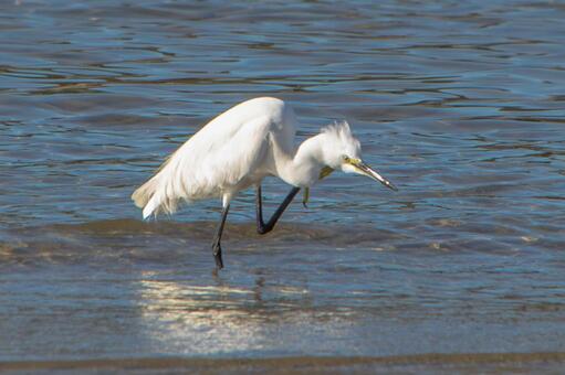水辺を静かに歩く白鷺の姿 サギ,水鳥,水面の写真素材