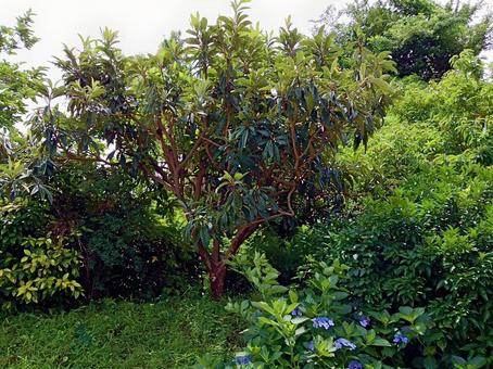 0059-植物_びわの木 枇杷,実,木の写真素材