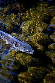 池を泳ぐ錦鯉 鯉,錦鯉,魚の写真素材